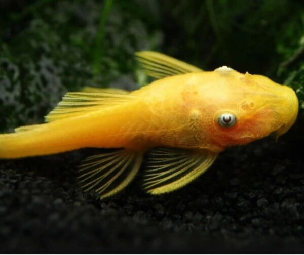 Blue Eye Lemon Bristlenose Pleco L144 - Size 2" - Image 3