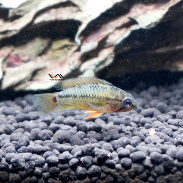 Apistogramma Hongsloi - Pair - Image 2