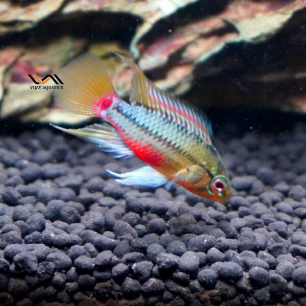 Apistogramma Hongsloi - Pair