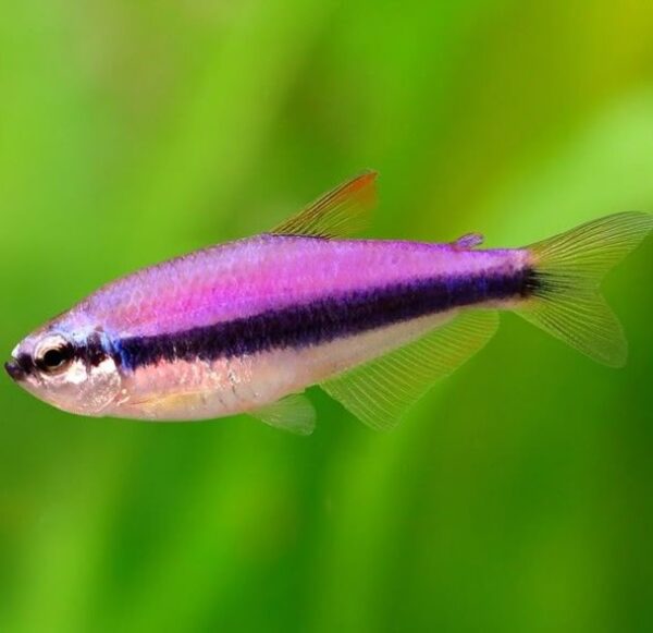 Purple Emperor Tetra
