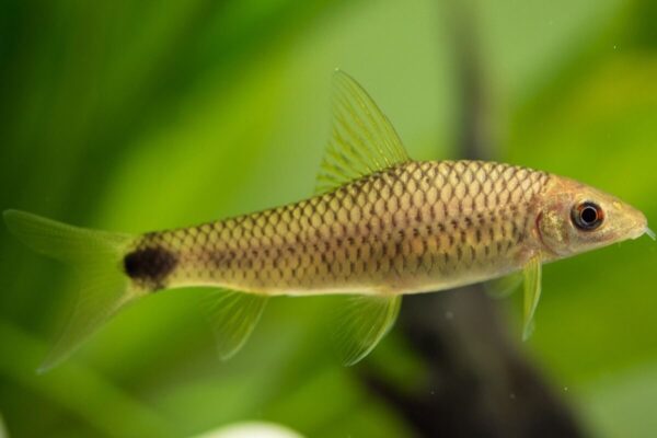 Golden FireFox - Algea Eater - Image 2