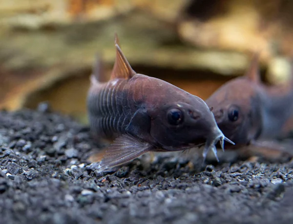 Venezuelan Black Cory - Each - Image 2