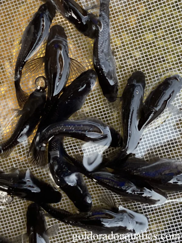 Japanese Rice Fish Black - Pair - Image 3