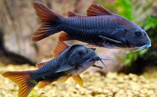 Venezuelan Black Cory - Each - Image 3