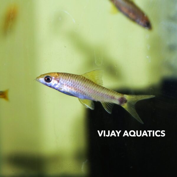 Golden FireFox - Algea Eater