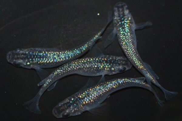 Japanese Rice Fish Black - Pair - Image 2