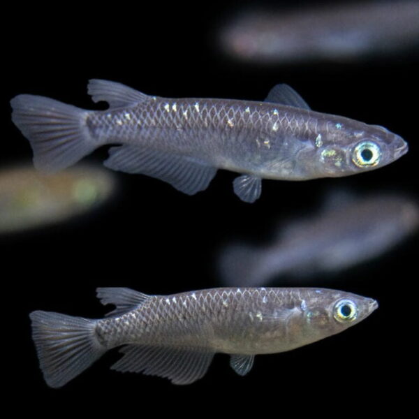 Japanese Rice Fish Black - Pair