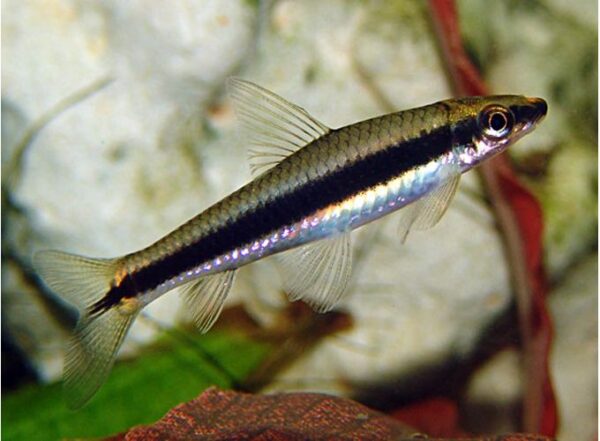 Siamese Algae Eater - Each - Image 2