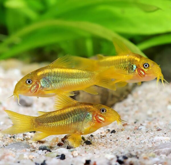 Peru gold cory
