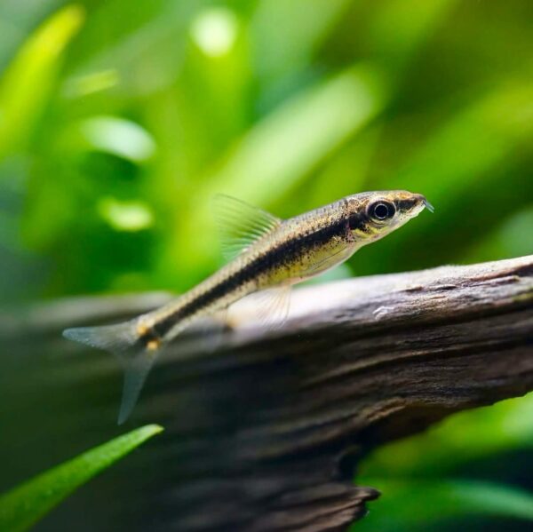 Siamese Algae Eater - Each