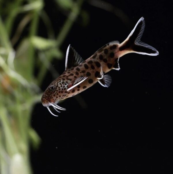 Petricola catfish - Each - Image 2
