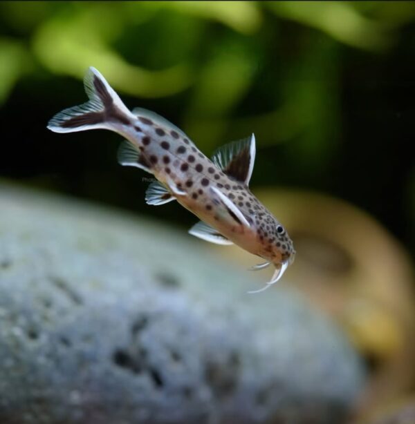 Petricola catfish - Each