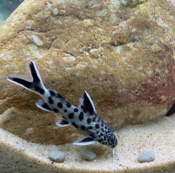 Petricola catfish - Each - Image 3