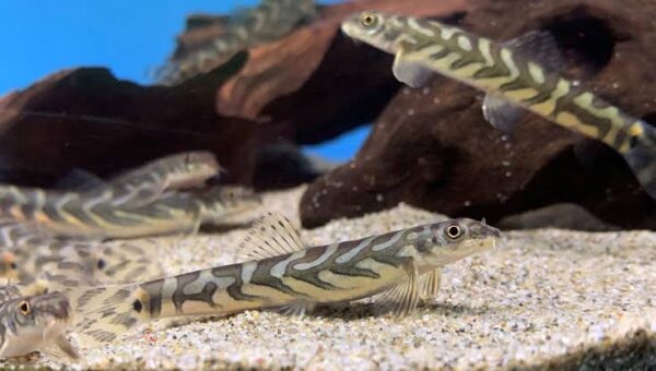Zodiac AKA Batik Loach - Image 2
