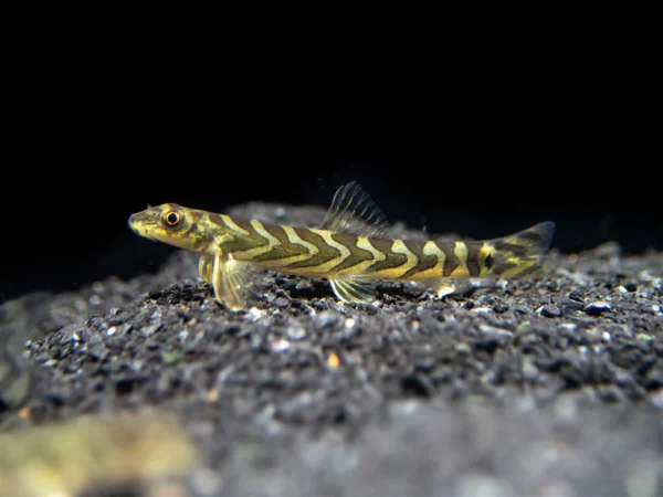 Zodiac AKA Batik Loach