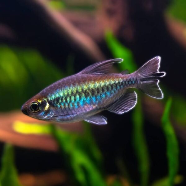 Congo Tetra 1.5" Each