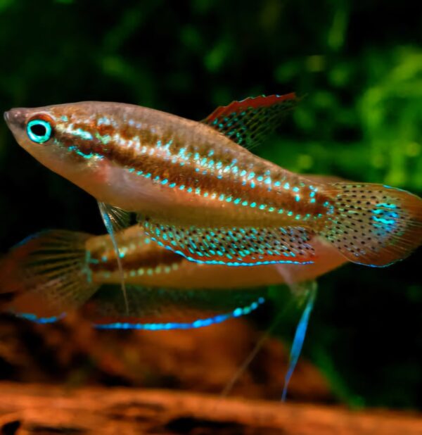 Sparkling gourami