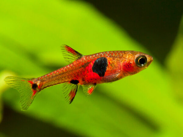 Strawberry Rasbora - Image 2