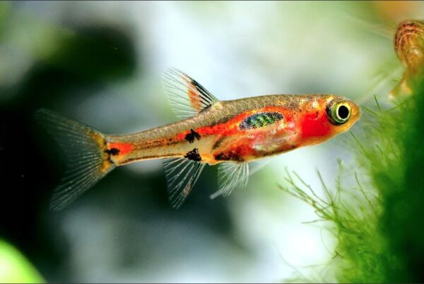 Strawberry Rasbora - Image 3