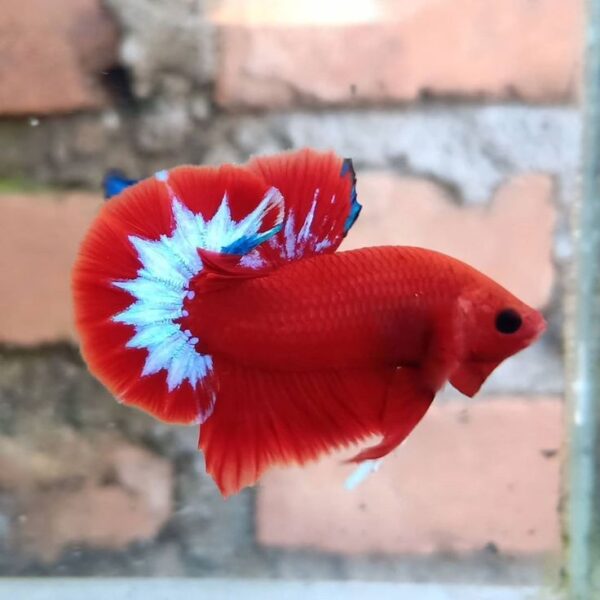 Red Hell Boy Betta - Exotic - Image 2