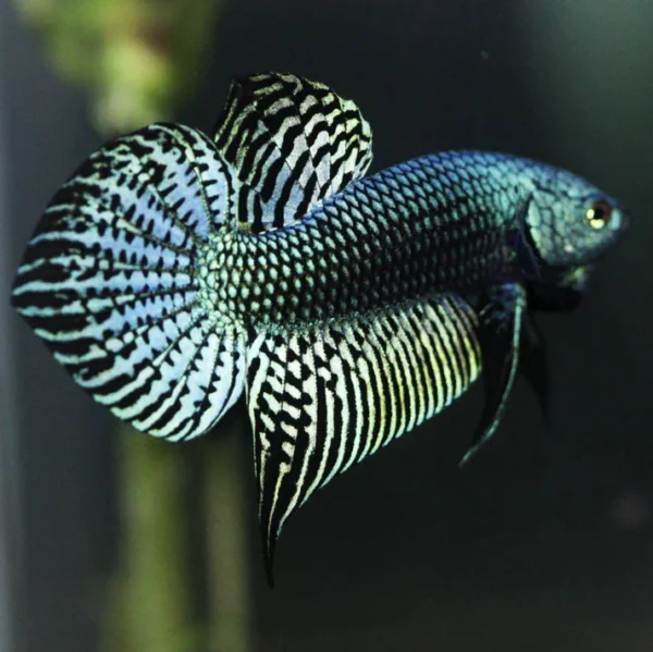 Wild Alien Betta Pair - Green - Image 5