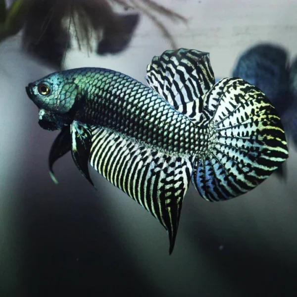Wild Alien Betta Pair - Green - Image 4