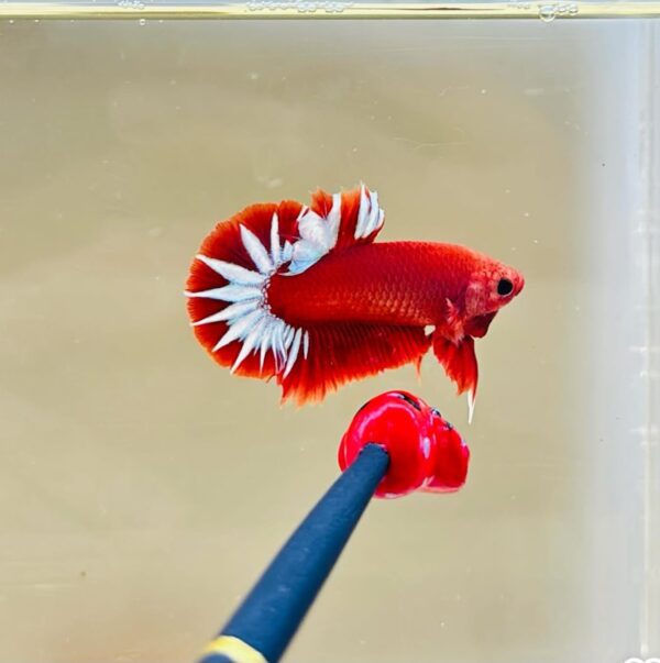 Red Hell Boy Betta - Exotic