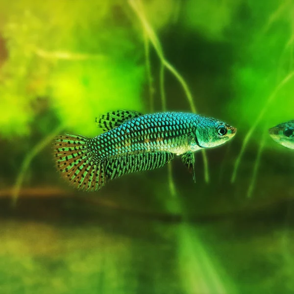 Wild Alien Betta Pair - Green - Image 2