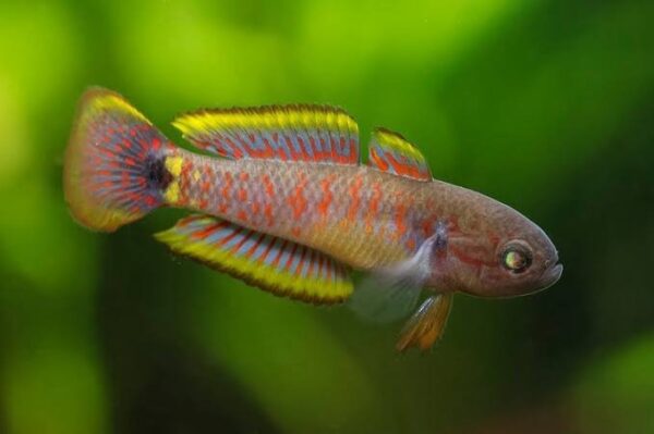 Peacock Gudgeon Gobi - Image 2