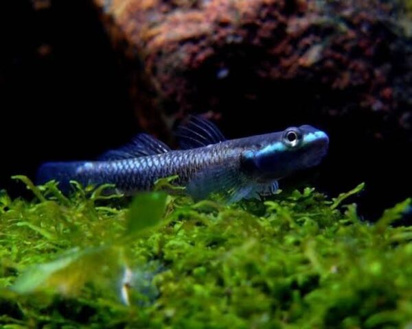 Atro Neon Goby