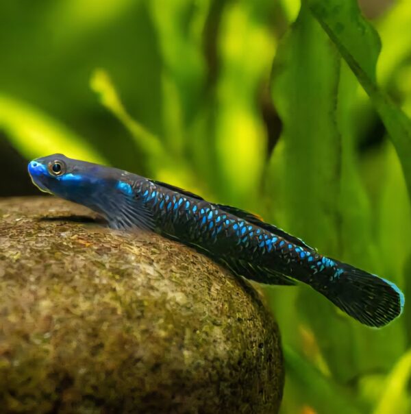 Atro Neon Goby - Image 3
