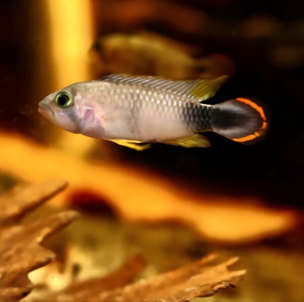Apistogramma Pandurini - Pair - Image 2