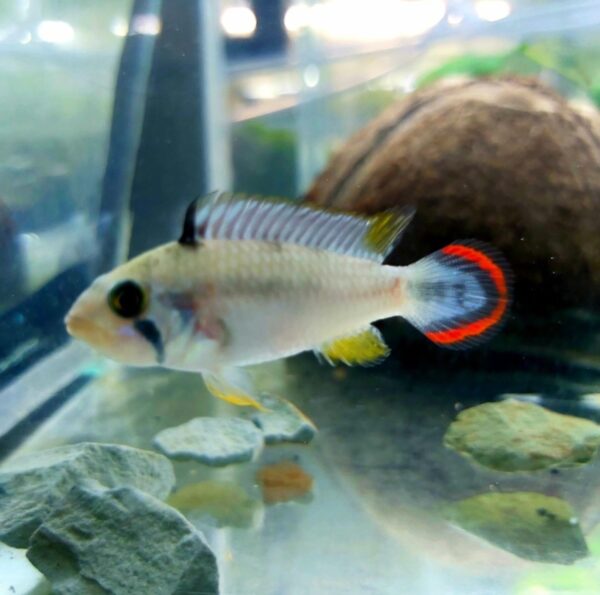 Apistogramma Pandurini - Pair