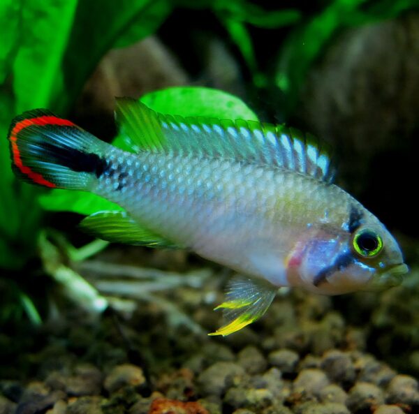 Apistogramma Pandurini - Pair - Image 3
