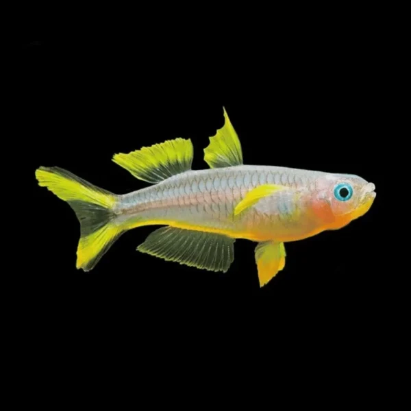 Forktail Rainbow - Single - Image 2