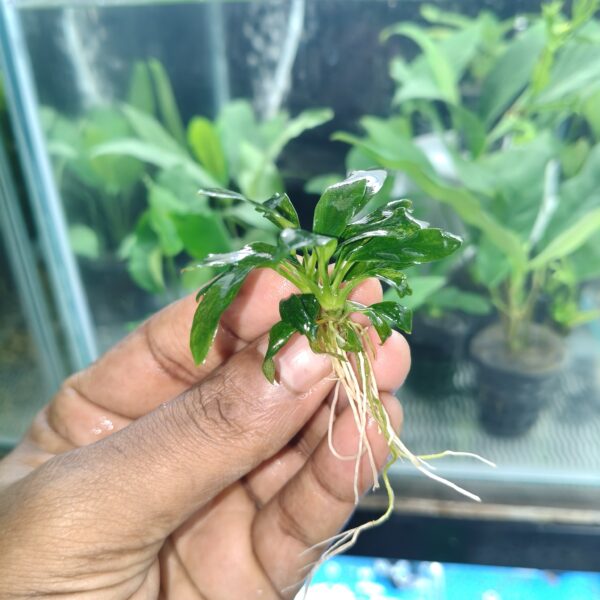 Anubias Dragon Claw - Image 2