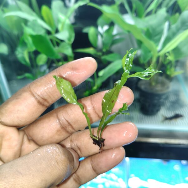 Java Fern Narrow Leaf Small - Image 2