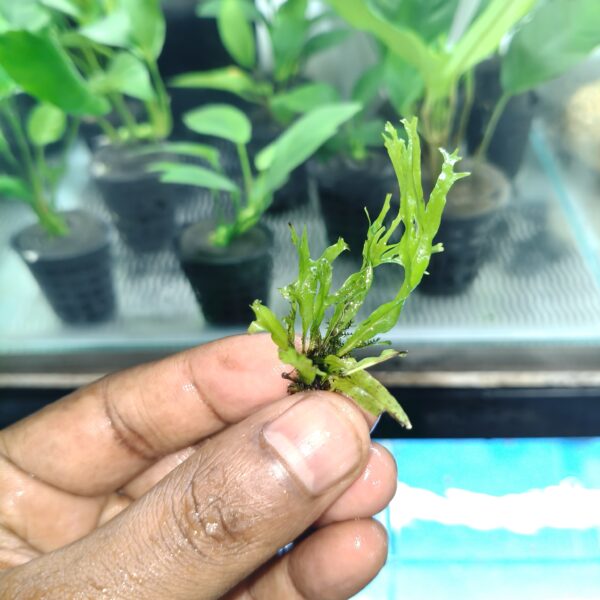 Java Fern Narrow Leaf Small