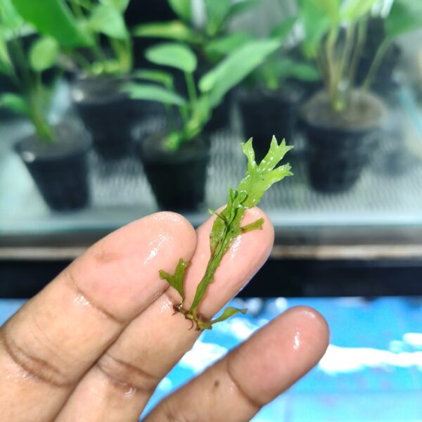 Java Fern Narrow Leaf Small - Image 3