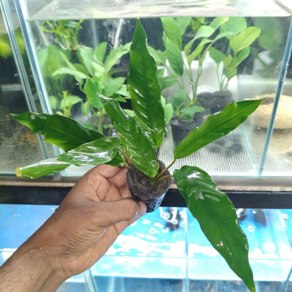 Anubias lanceolata XXL - Image 2