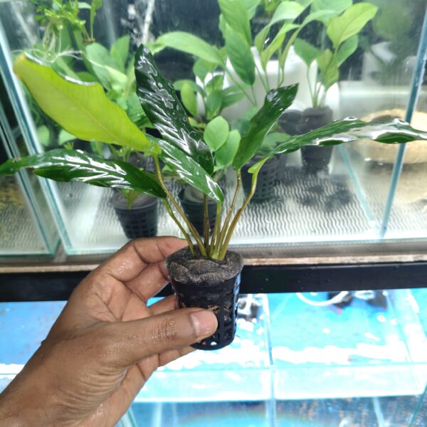 Anubias lanceolata XXL - Image 3