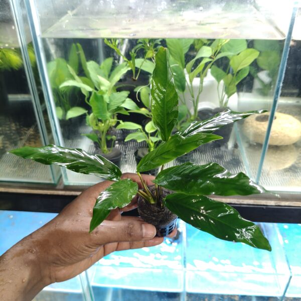 Anubias lanceolata XXL