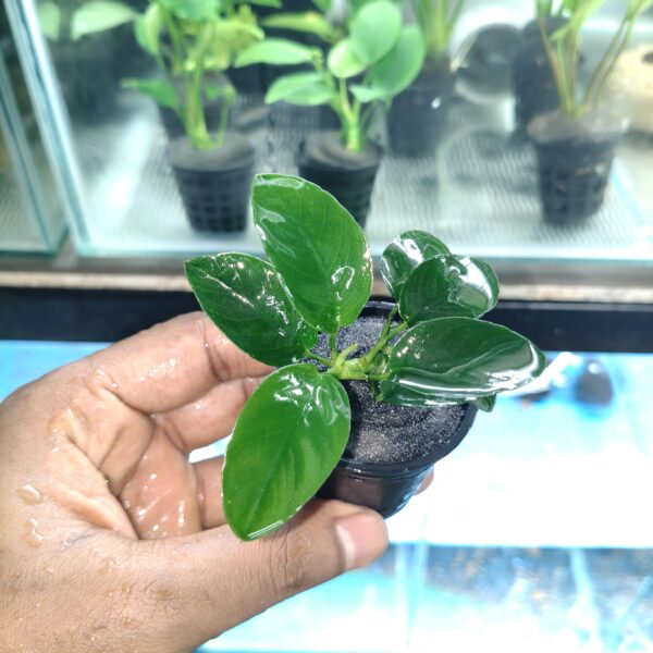 Anubias Coin Big Leaf