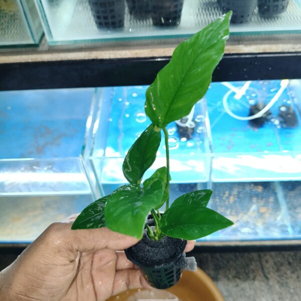 Anubias Barteri XL - Image 2