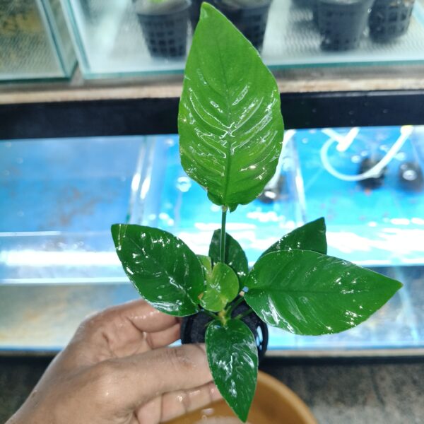 Anubias Barteri XL
