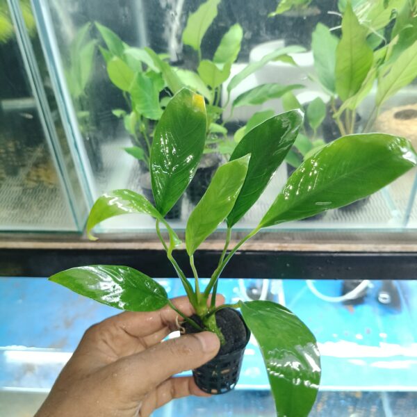 Anubias Graccilis XL