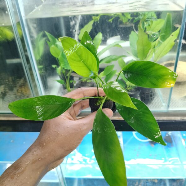 Anubias Graccilis XL - Image 2