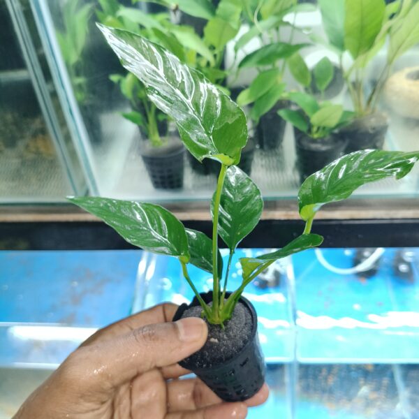 Anubias Barteri L