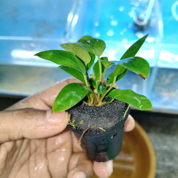 Anubias Nana big leaf - Image 2