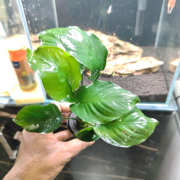 Anubia Barteri Broad Leaf XXL - Image 4